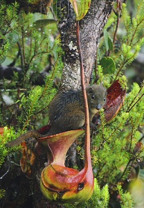 tupaia lowii